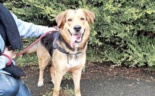 Chien maltraité à Lannion : la mobilisation des internautes sauve Heily
