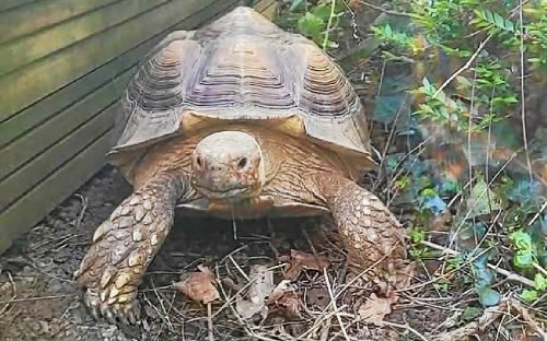 « On ne dort plus, on ne sait pas ce qu’il s’est passé » : depuis lundi, cette grosse tortue est portée disparue à Loperhet
