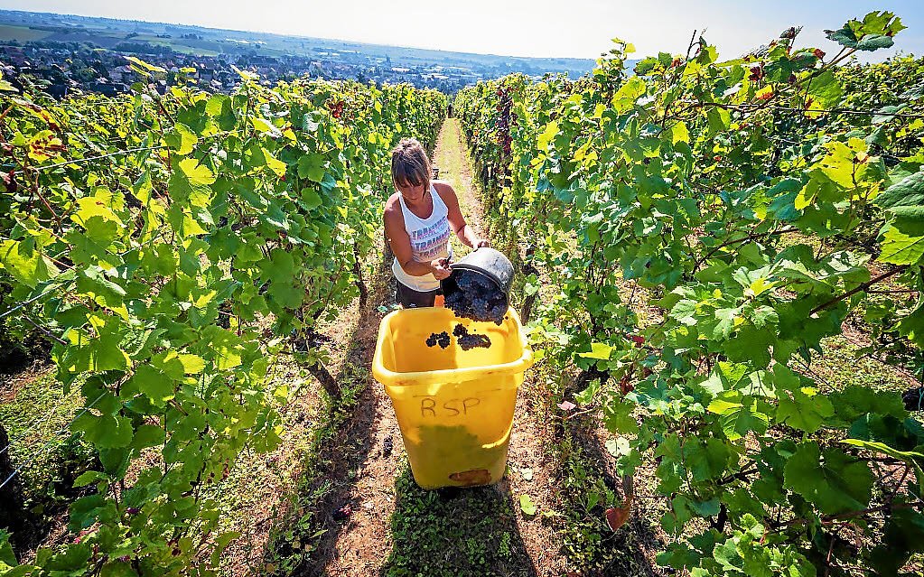 « Quasiment 20 à 25 jours de différence par rapport à il y a 30 ans » : démarrage record des vendanges en Alsace