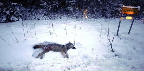 En Suède, une chasse au loup très controversée