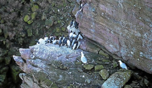 Au Cap Fréhel, la population des oiseaux marins est en nette progression