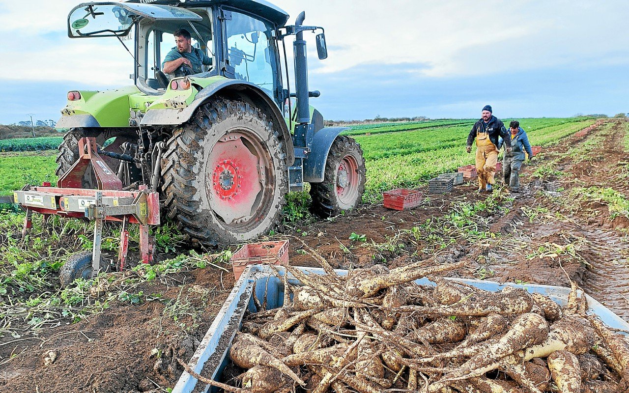 Les maraîchers bretons surfent sur le renouveau des légumes anciens