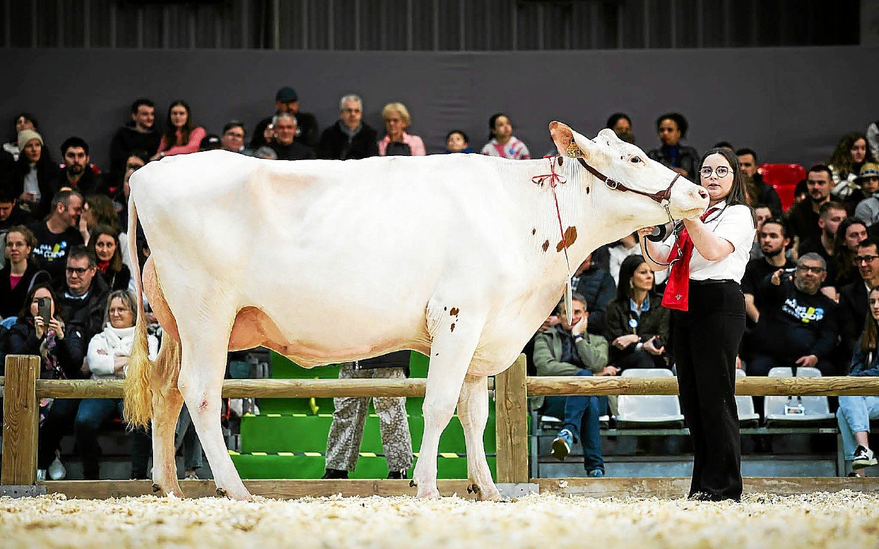 « On s’y attendait face au contexte sanitaire » : cet éleveur laitier de Sizun avait déjà fait une croix sur la présence de sa vache au Salon de l’agriculture