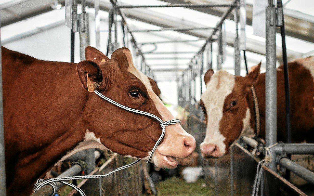 Le salon de l’agriculture s’installe à Loudéac ce week-end