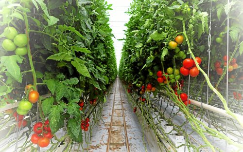 Importations de tomates : les producteurs bretons annoncent une mobilisation