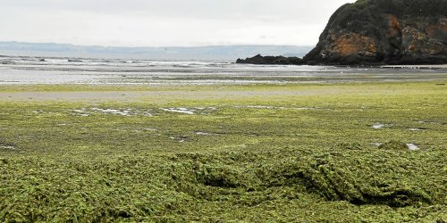 Lutte contre les algues vertes en Bretagne : 130 millions d’euros mobilisés sur six ans