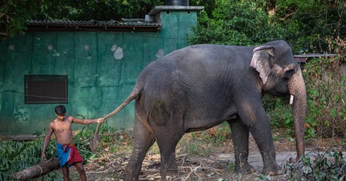 Au Sri Lanka en pleine crise, les paysans font exploser les éléphants