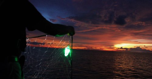 Quand les LED préservent tortues, raies et requins de la pêche accidentelle