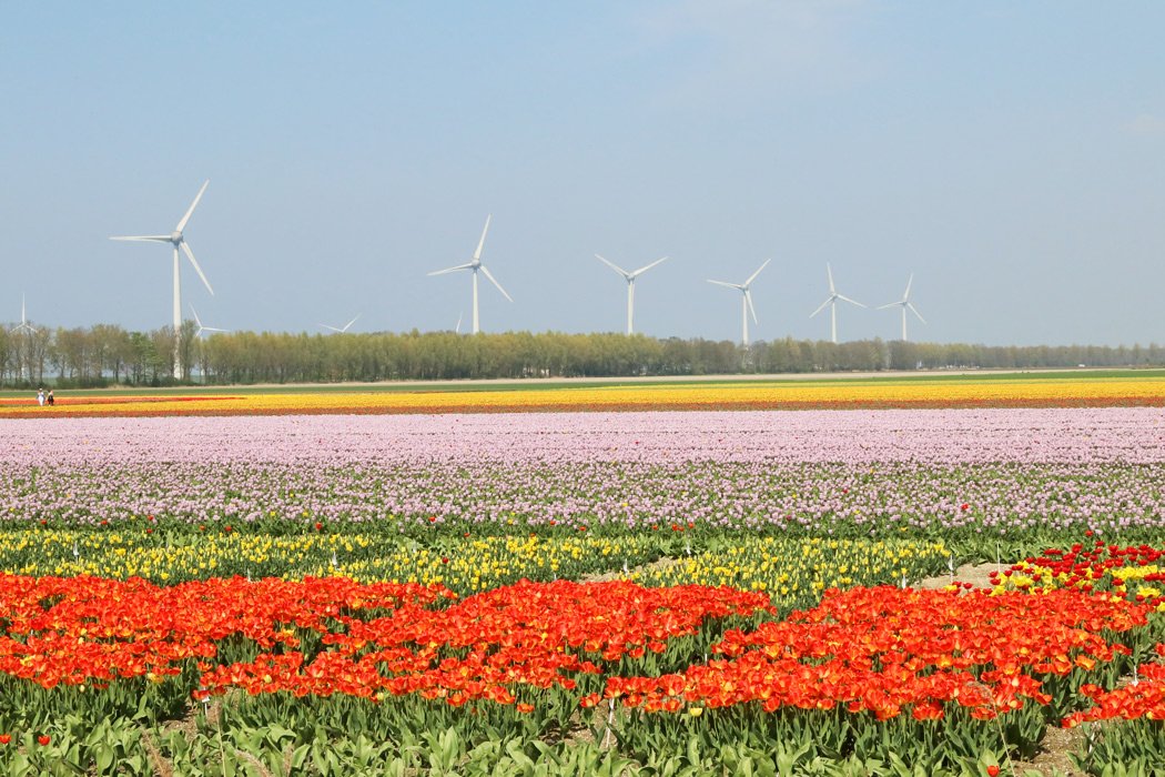 7 Highlights auf der Tulpenroute Flevoland für Familien