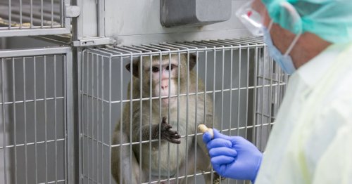 Quel avenir pour l’expérimentation animale ? Dans le secret des laboratoires français
