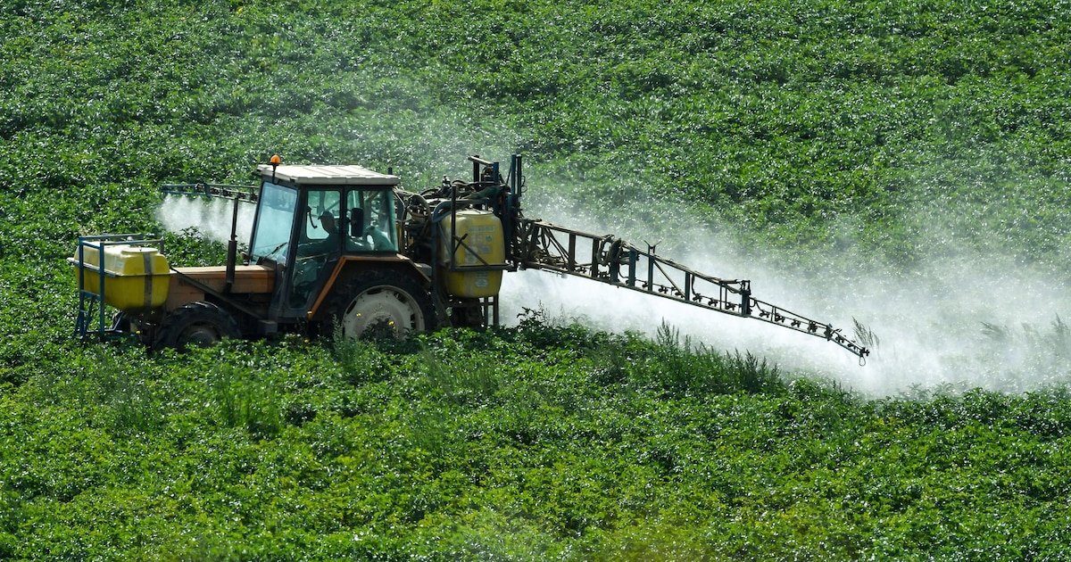 Loi Duplomb : de nombreux légumes au-dessus des seuils d’intoxication à l’acétamipride ?