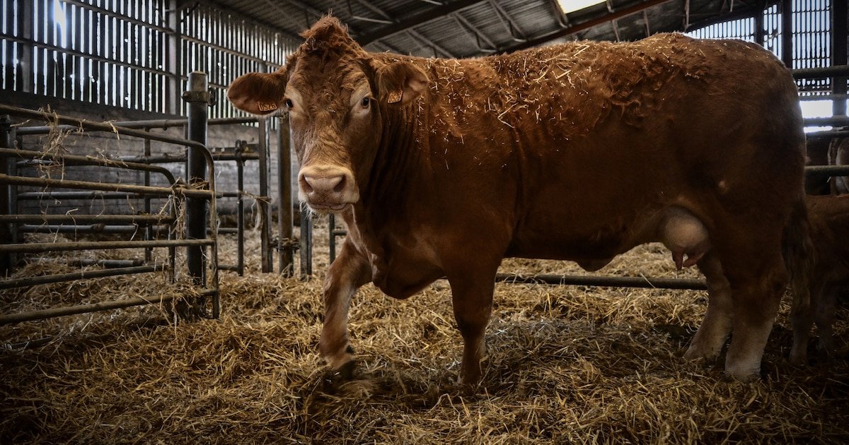 « C’est dur, mais je n’avais pas le choix » : chez les agriculteurs, l’essor des cagnottes solidaires