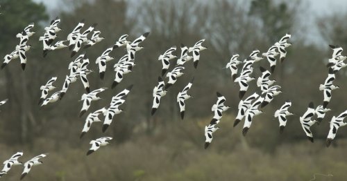 La réserve du Teich, joyau des ornithologues amateurs