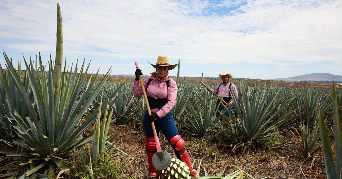 Spiritueux : l’irrésistible ascension de l’agave en Europe
