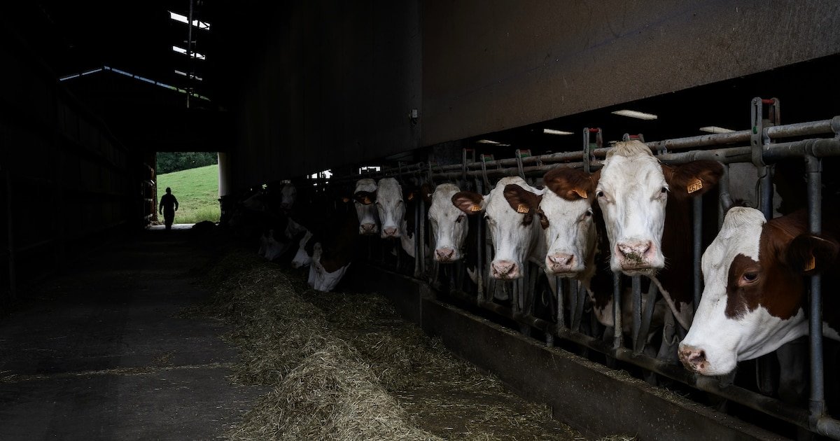 Dermatose : « Ces mesures radicales permettent de protéger l’ensemble du cheptel français »