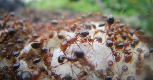 La fourmi de feu est arrivée en Europe : pourquoi il faut la redouter