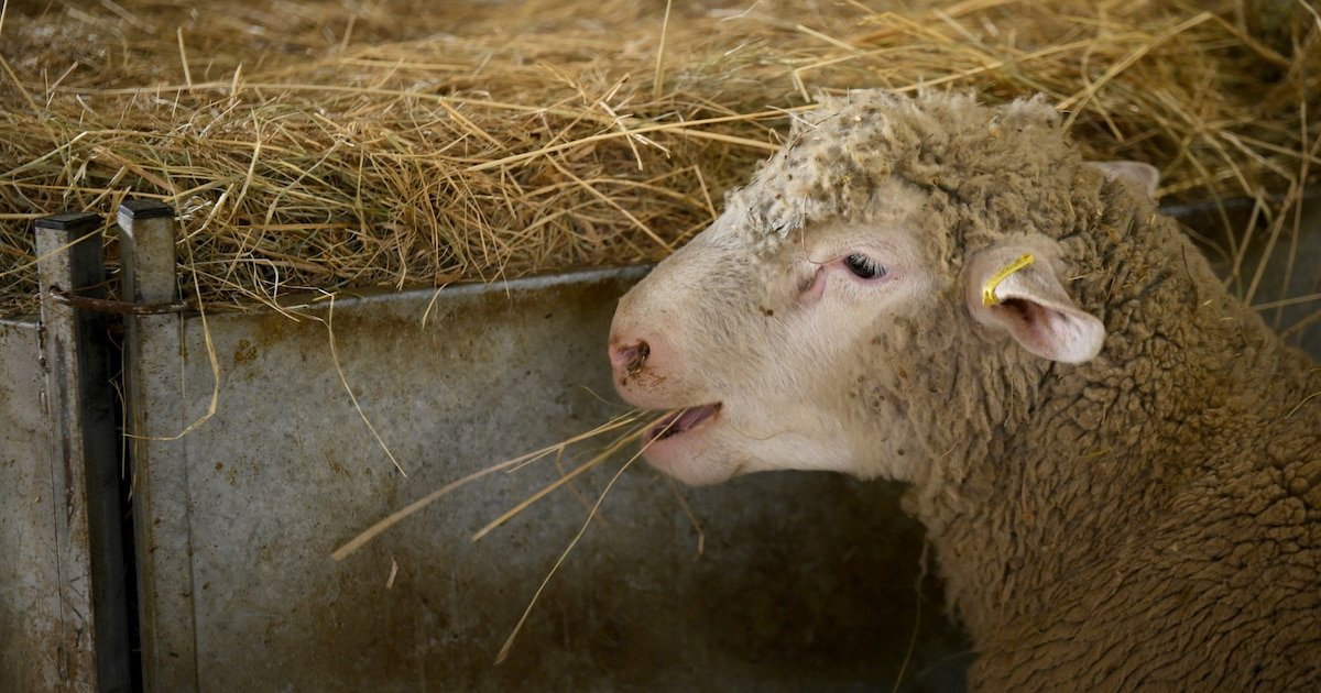 Vol de moutons, ce fléau sous les radars : « Des animaux manquent à l’appel à chaque inventaire »