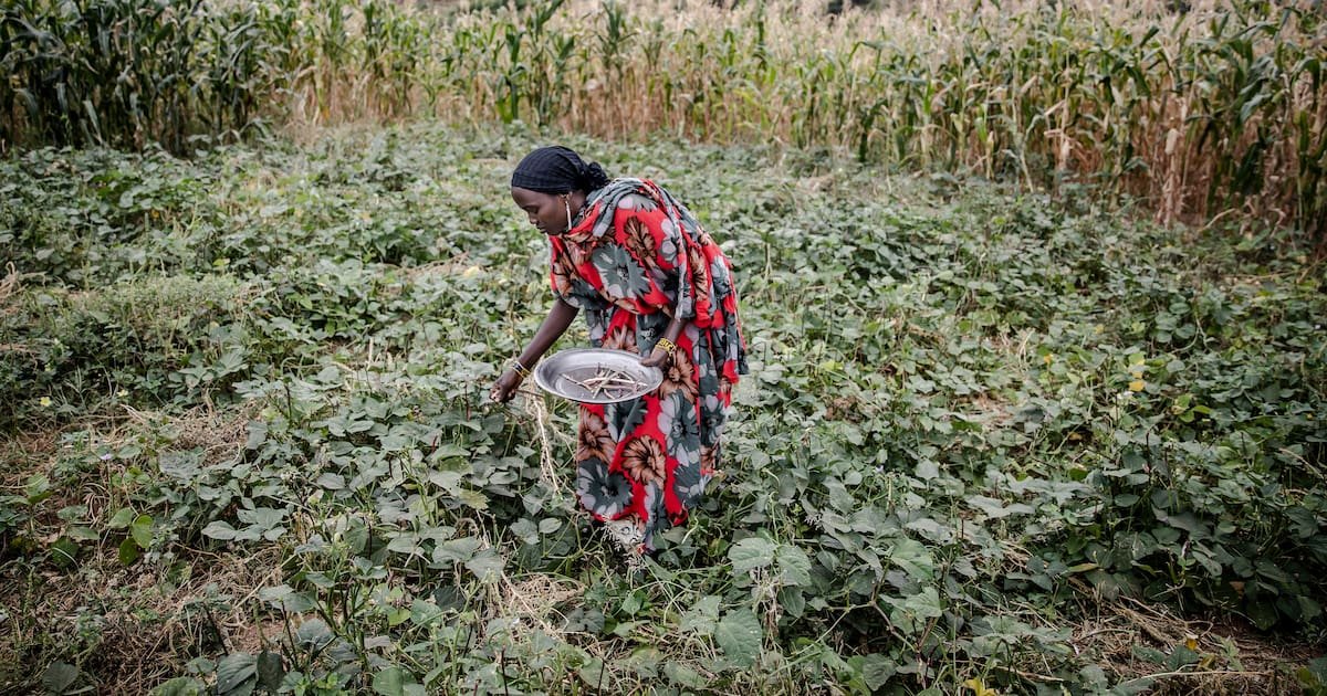 Nourrir l’humanité tout en polluant moins, c’est possible, selon l’ONU et l’OCDE