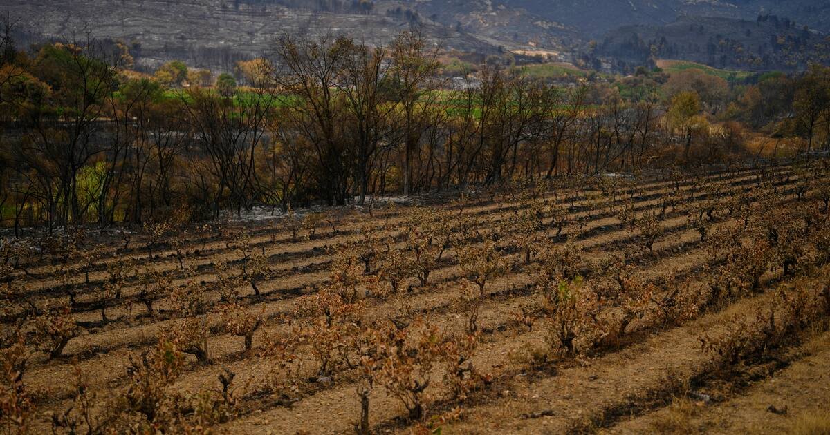 Incendie dans l’Aude : la ministre de l’Agriculture annonce un fonds d’urgence pour les viticulteurs touchés