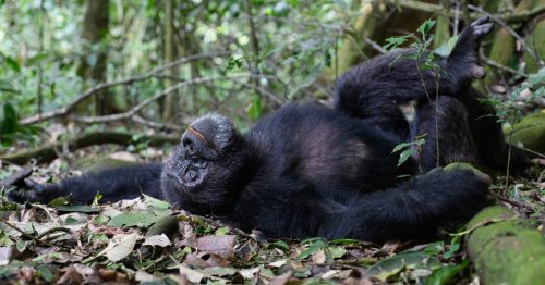 Toilette après un rapport sexuel, des feuilles pour s’essuyer ou se soigner : les chimpanzés aussi prennent soin d’eux