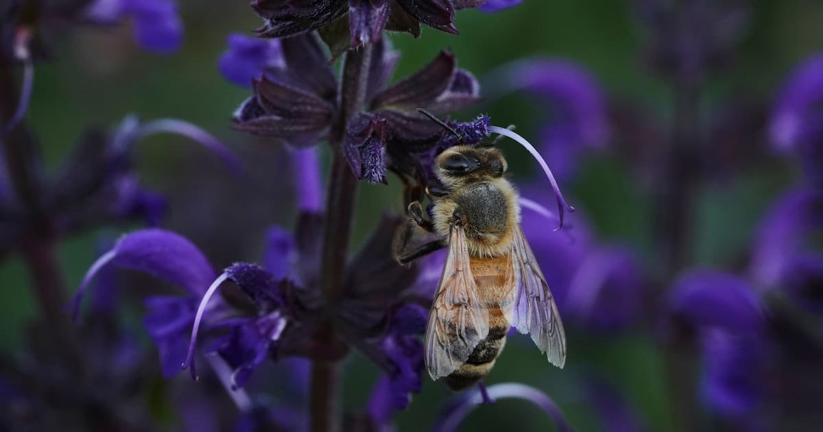 Effondrement des abeilles : les pollens artificiels, un maigre palliatif en plein développement