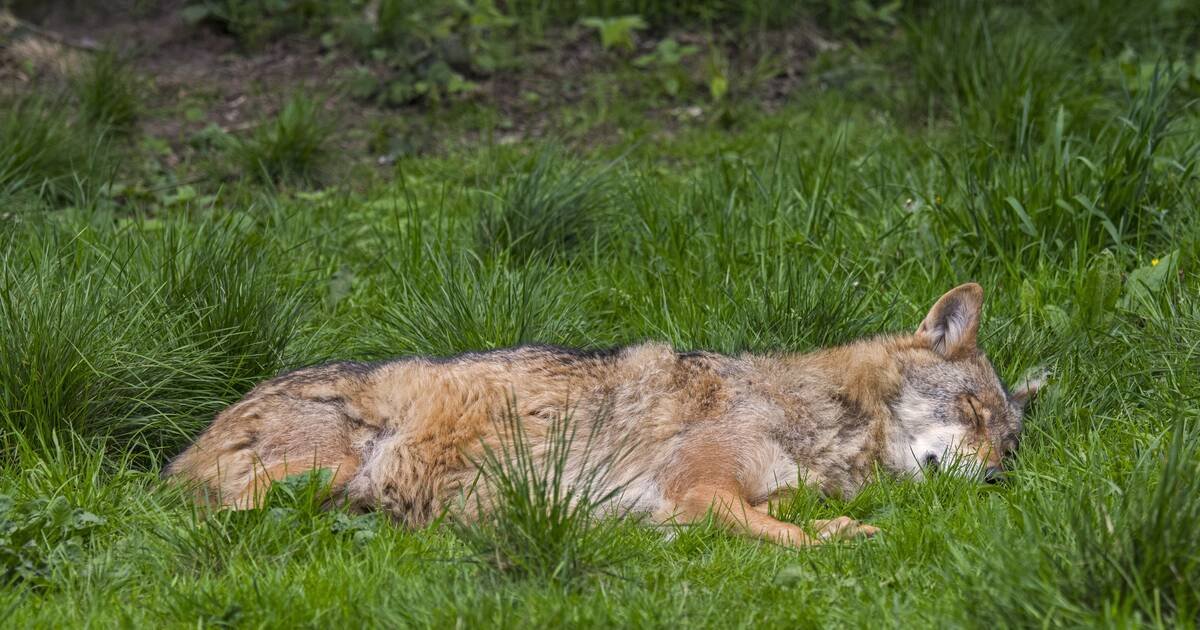 Un cadavre de loup découvert en Loire-Atlantique, première depuis un siècle