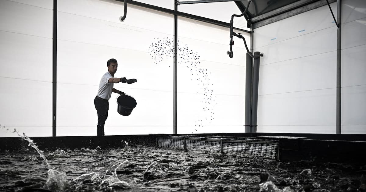 Manger de la truite à la place du saumon, «c’est déplacer le problème»