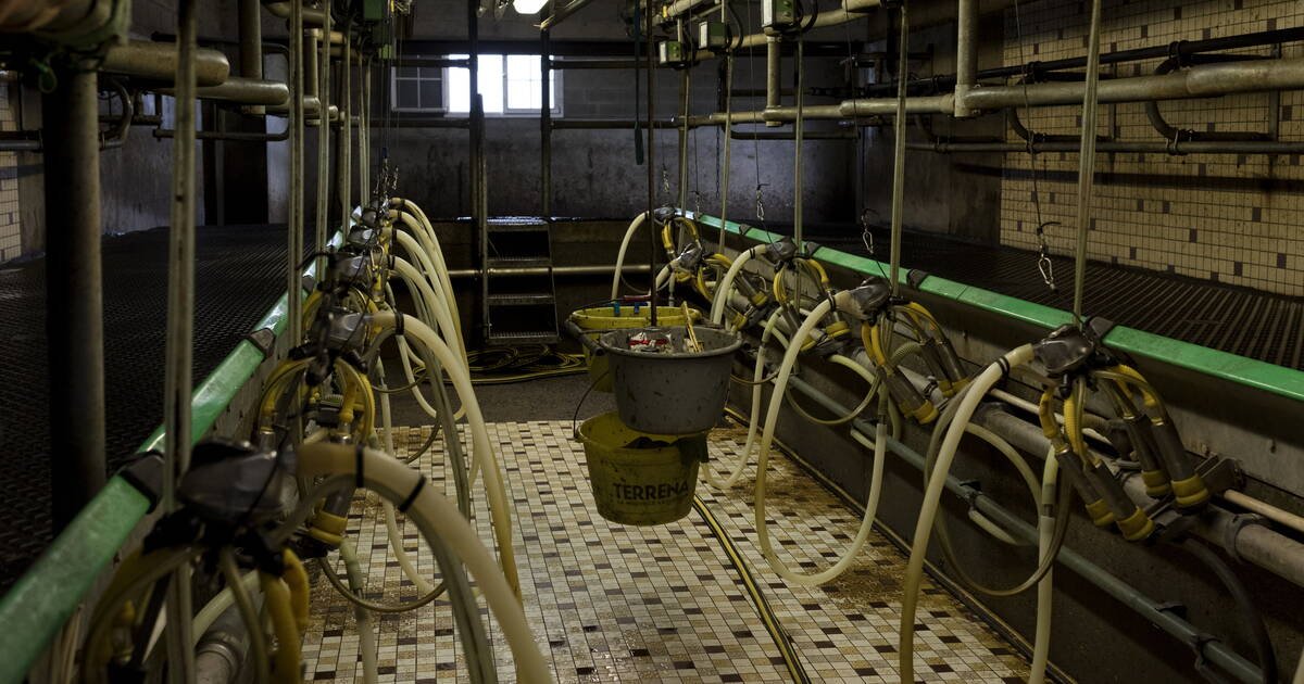Salon de l’agriculture : «Certaines coopératives se sont retournées contre leurs propres éleveurs»