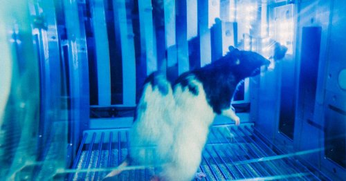 Médecine psychédélique : à Amiens, des rats alcooliques traités à la kétamine et au LSD
