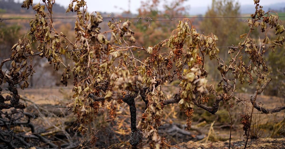 Arrachage des vignes ou retour du pastoralisme : après l’incendie de l’Aude, les vignerons cherchent la solution