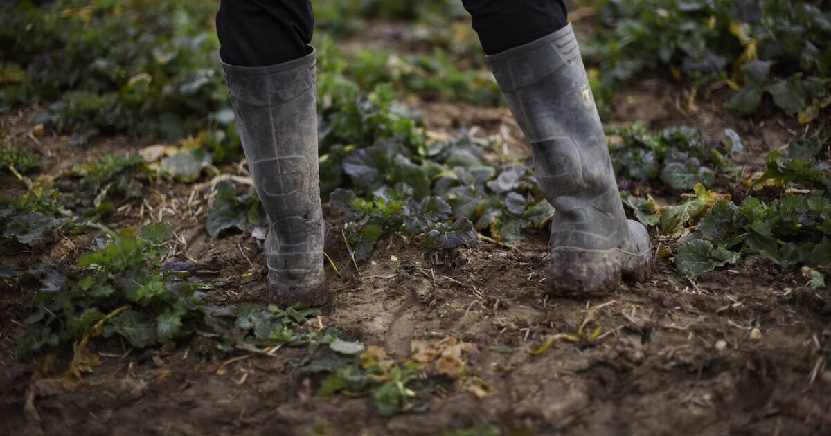 «On a des emprunts, des charges qui augmentent mais pas les prix» : les agriculteurs toujours mécontents, un an après leur mouvement