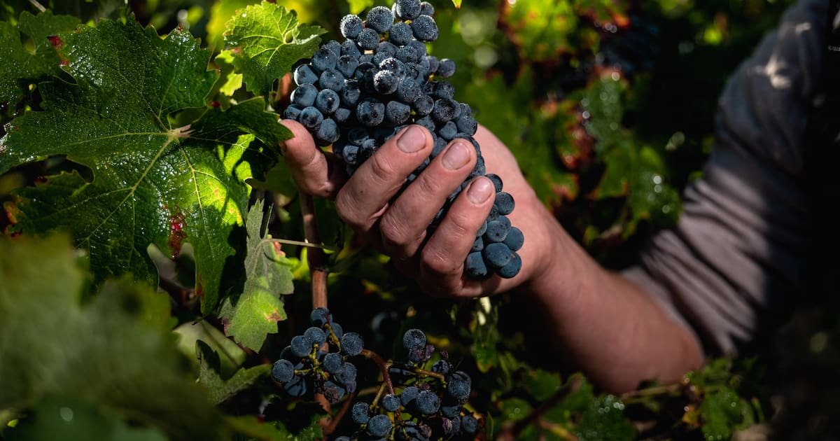 Béziers : des syndicats agricoles appellent les viticulteurs à manifester ce samedi