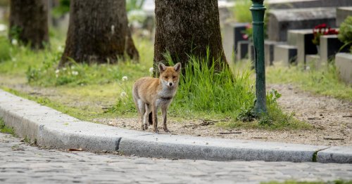 Chouette hulotte, pic épeiche, petit renard… La faune retrouvée du cimetière du Père-Lachaise