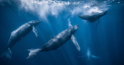 La très mauvaise vision des baleines à bosses, à la limite de la myopie, à l’origine de leurs collisions avec des bateaux, selon une étude
