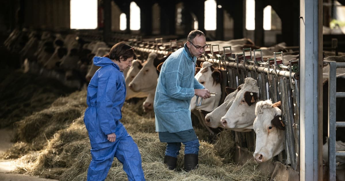 Dermatose nodulaire : la ministre exclut tout assouplissement du protocole d’abattage, estime que «10% du cheptel français» est menacé