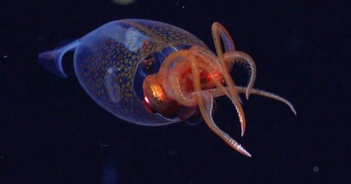 Un calmar colossal filmé pour la première fois après un siècle de recherches : «Il ne ressemble pas du tout au Kraken»