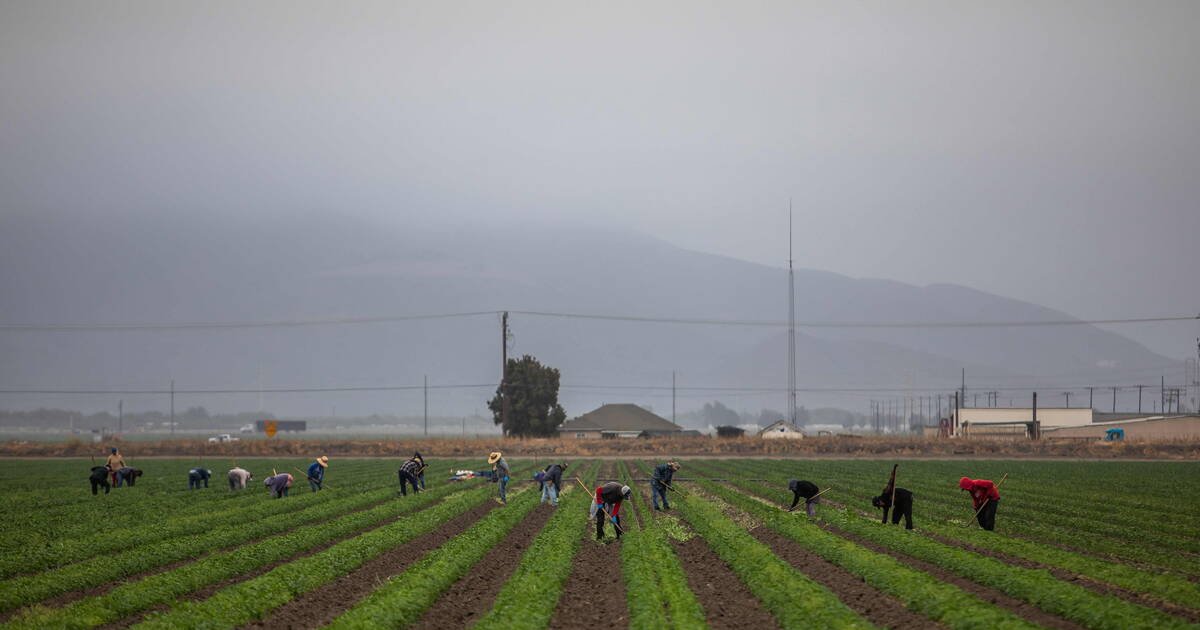 «Je n’ai jamais eu aussi peur» : en Californie, les travailleurs agricoles tétanisés par les rafles policières