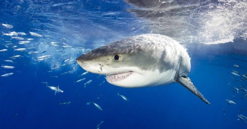 Changement climatique: dans le nord de la Californie, les jeunes requins blancs s’aventurent près de la côte