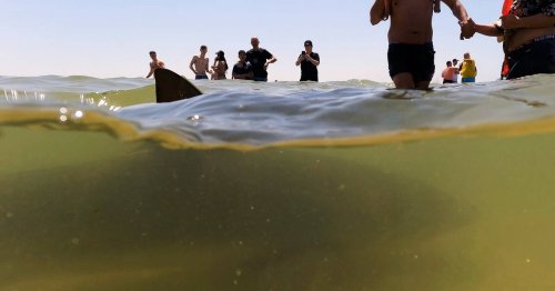 Attaque de requin en Israël : les restes de l’homme disparu lundi retrouvés