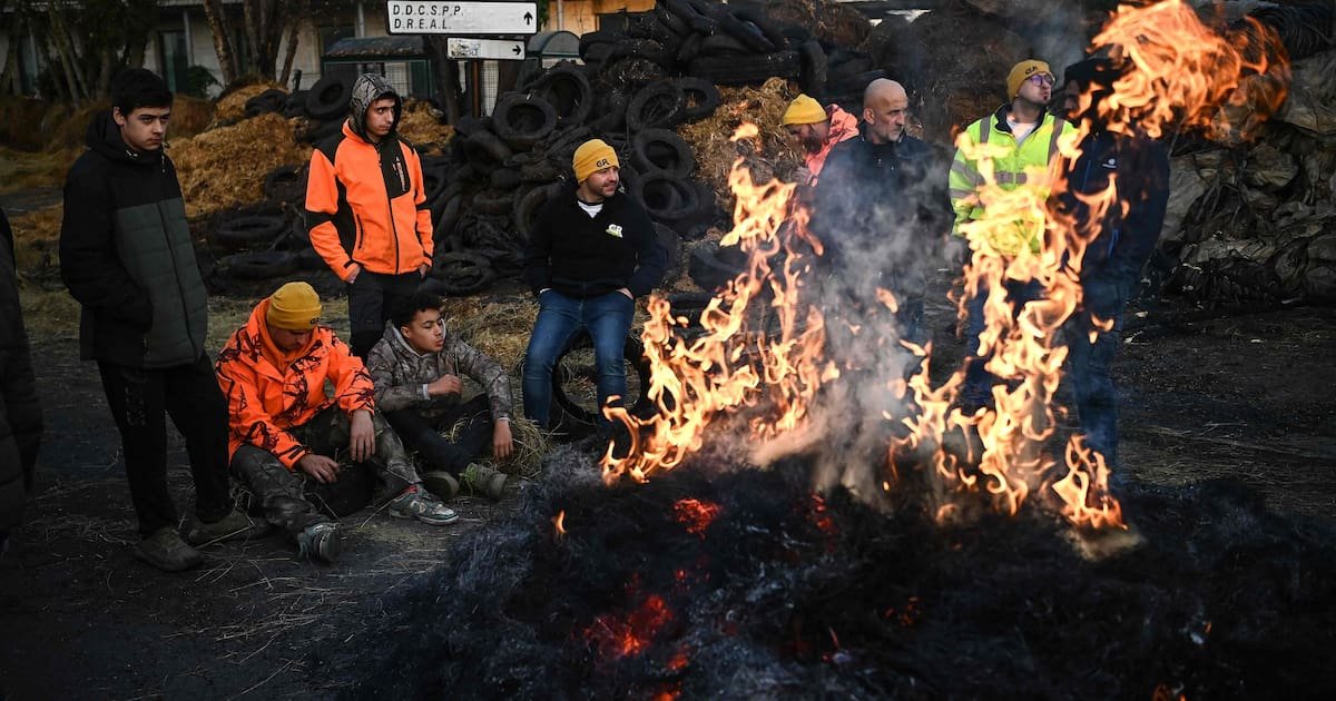 Dermatose : pourquoi l’abattage total des cheptels divise la profession ?