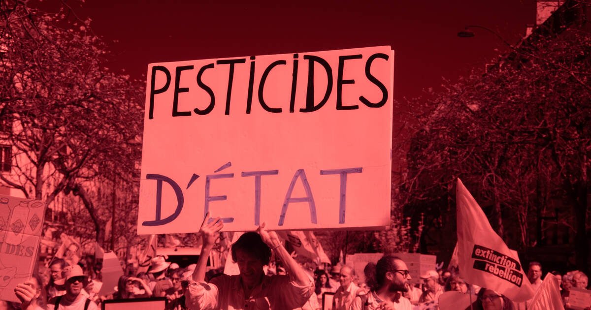 «C’est réautoriser les revolvers tout en interdisant les pistolets» : pourquoi la possible réintroduction d’un néonicotinoïde inquiète les scientifiques