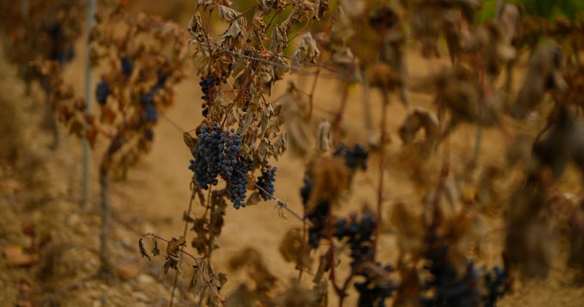 Après l’incendie dans l’Aude, quel avenir pour les vins de Corbières ?