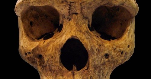 Un vieux crâne met l'histoire de l'évolution de l'homme en Afrique cul par-dessus tête