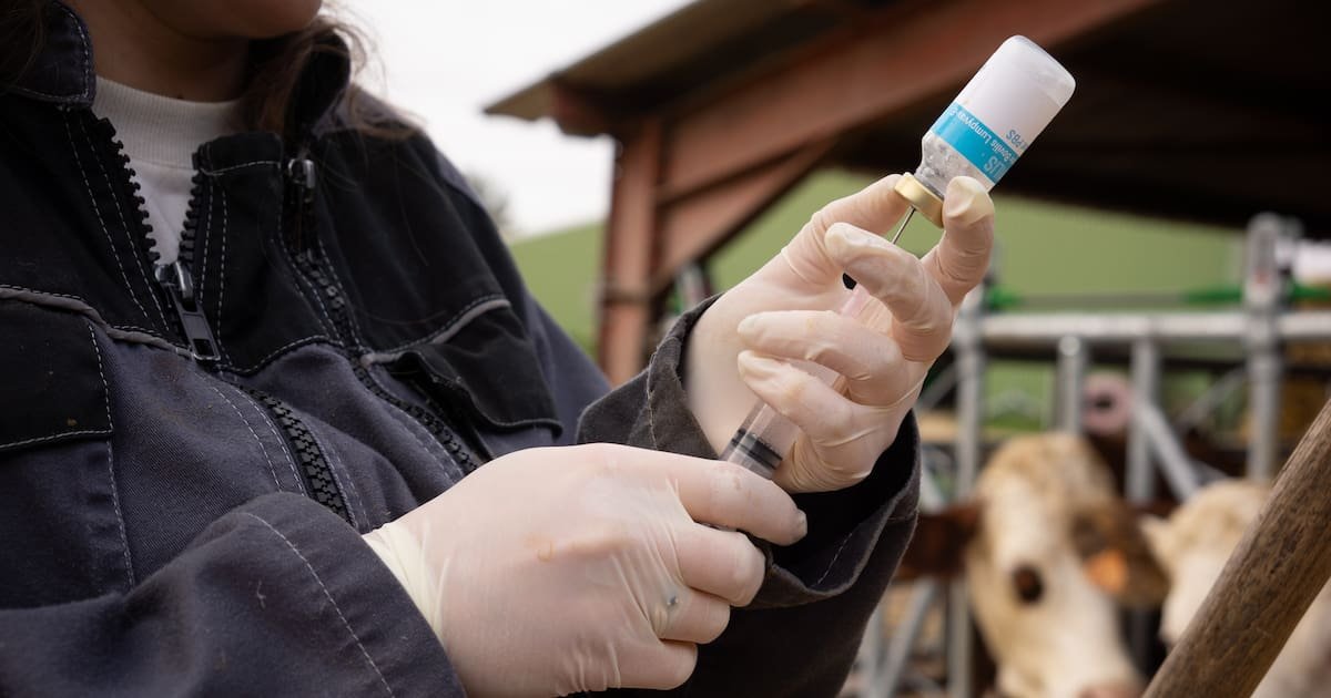 «On fait comme les pompiers, on intervient d’abord sur le foyer d’incendie avant de noyer la zone» : dans le Sud-Ouest, la vaccination contre la dermatose s’accélère