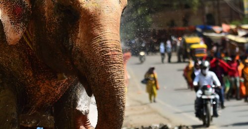 En Inde, un éléphant tue une femme puis revient piétiner son corps lors de ses funérailles