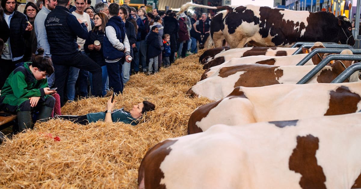 «Malvenu de faire la fête à Paris» : l’Ariège annule sa participation au Salon de l’agriculture, où il n’y aura pas de bovins cette année