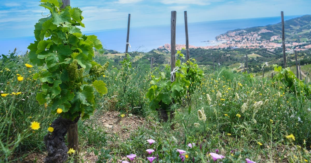 Les vignerons, vin debout face à la crise climatique