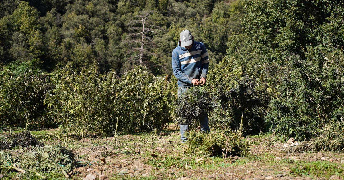 Au Maroc, les cultivateurs de cannabis persistent dans l’illégalité : «Quand les règles apparaissent, les problèmes commencent»