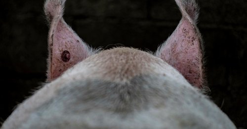 «Label rouge», «Zéro résidu de pesticides», «C’est qui le patron»... les promesses non tenues des labels alimentaires