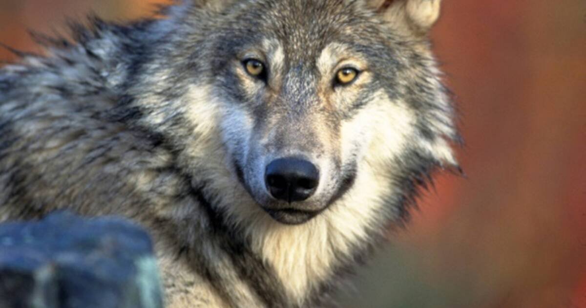 Le loup, la culture et les menaces de mort